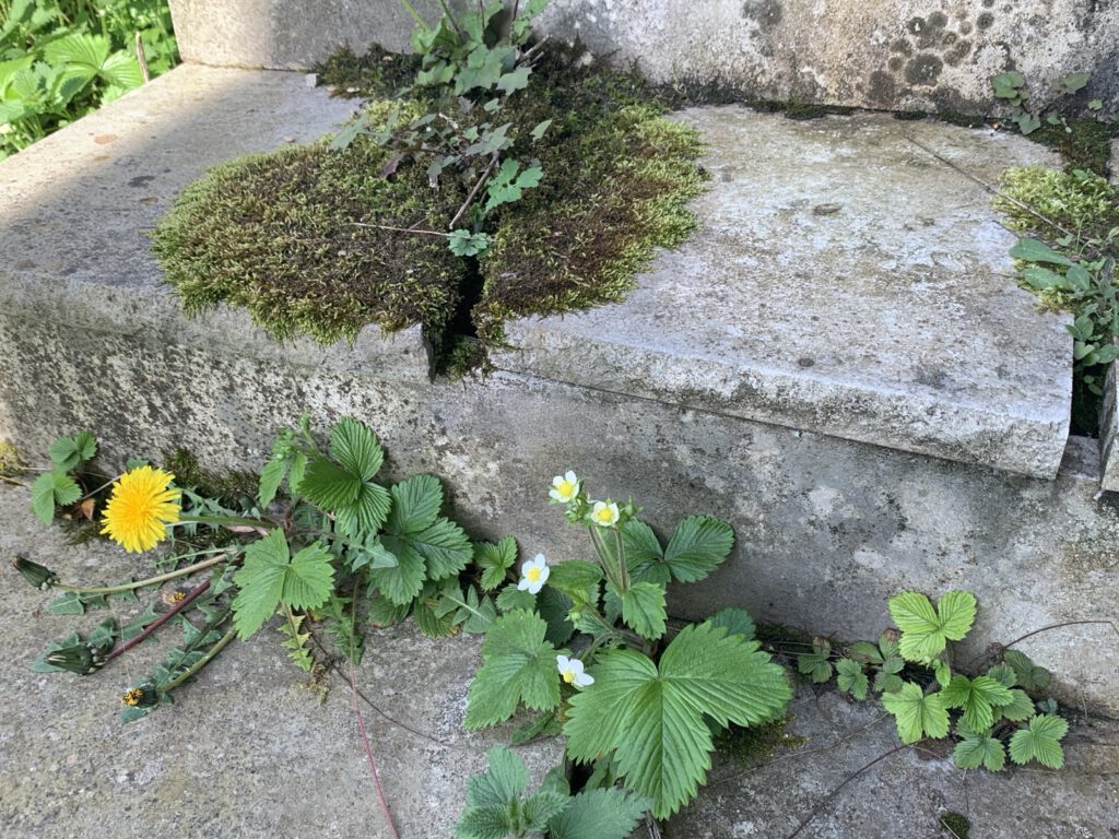 Wildwachsende Pflanzen an einer Treppe